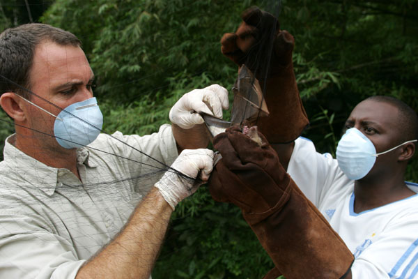 Picture of 2 researchers inspecting a bat for Ebola.
