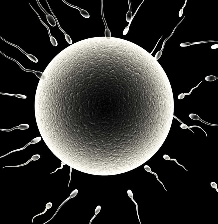 Spermatazoons and Ovule for the Evolution of Love and Sex on StarTalk. Credit: frentusha/iStock.
