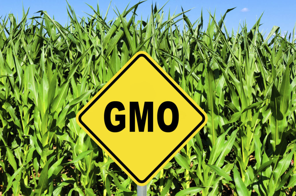 Photo of field of GMO corn. Credit: badmanproduction/iStock/Thinkstock.