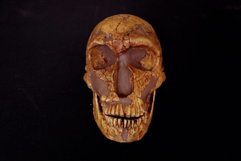 Photo of a Neanderthal skull. Credit: Natalia Reagan.