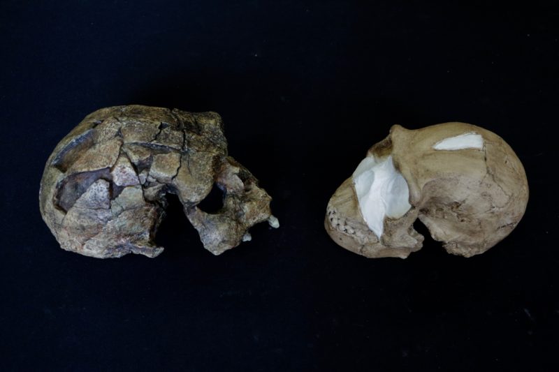 Natalia Reagan's photo of Homo erectus (left) and Homo naledi (right).
