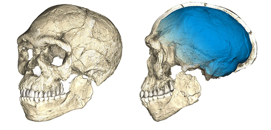 Graphic showing two views of a composite reconstruction of the earliest known Homo sapiens fossils from Jebel Irhoud. © Philipp Gunz, MPI EVA Leipzig (License: CC-BY-SA 2.0)