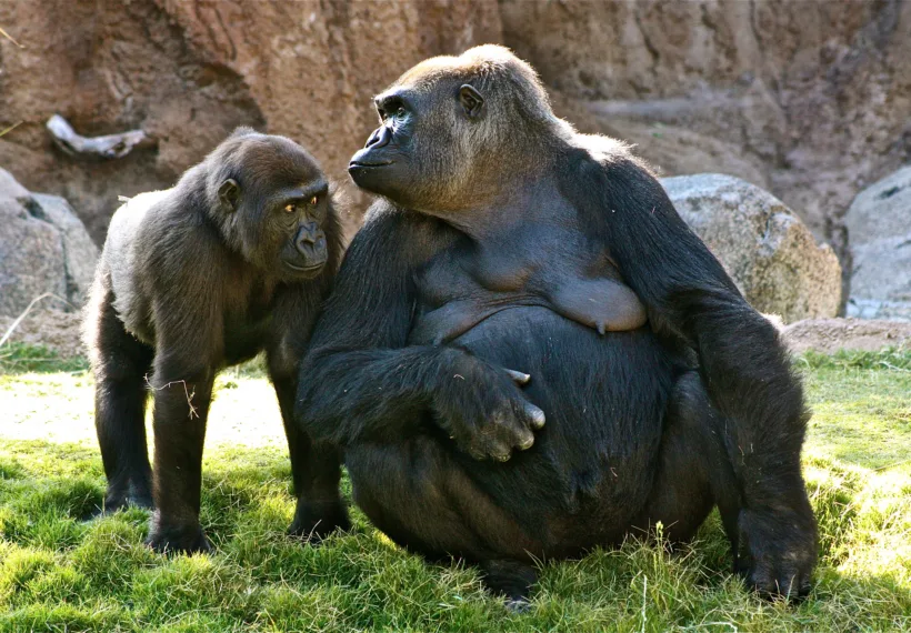 Photo of a Silverback gorilla mother and baby, taken by Natalia Reagan.