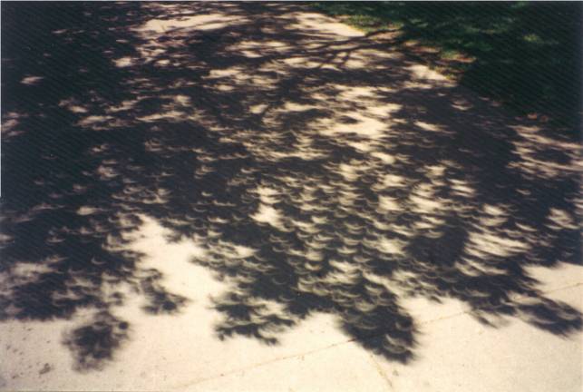 A photo showing pinhole camera affect tree leaves can create during an eclipse. Credit & Copyright: E. Israel, from NASA APOD.