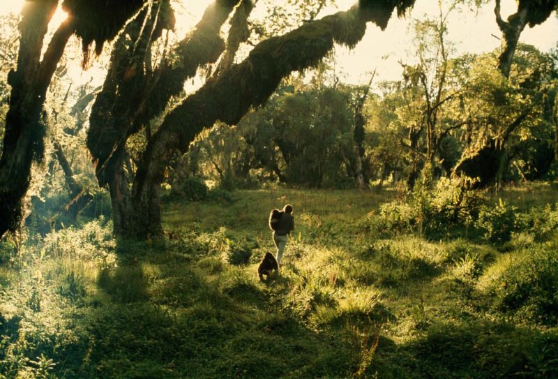 Dian Fossey takes two gorillas into the forest for observation. Photo credit: Robert I.M. Campbell.