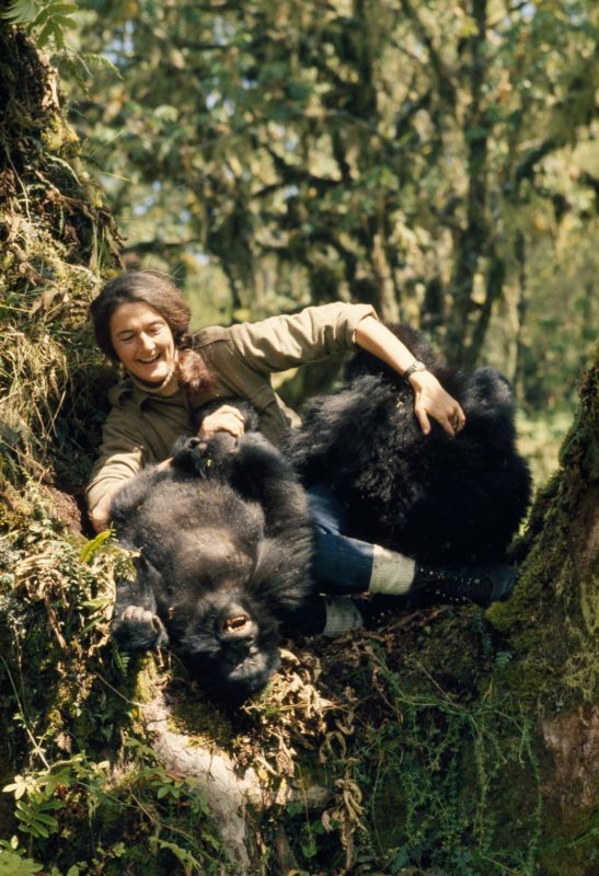 Dian Fossey plays with two young mountain gorillas in the wild. Photo credit: Robert I.M. Campbell.