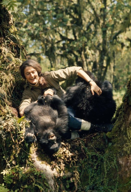 No One Loved Gorillas More: Dian Fossey's Life, Tragic Death, and