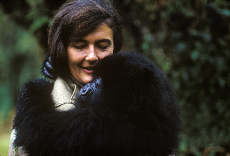 Dian Fossey holds a mountain gorilla that she nursed back to health. Photo credit: Robert I.M. Campbell.