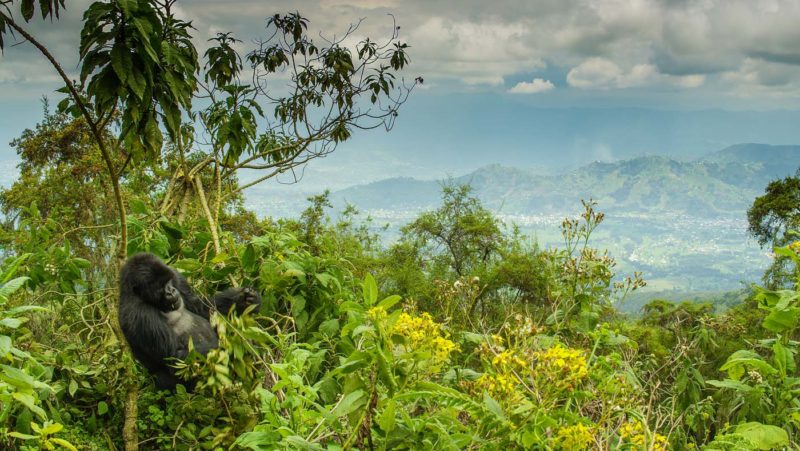 Volcanoes National Park, Rwanda - Gorilla relaxing in a tree in the mountains. Photo credit: National Geographic/John Shiers.