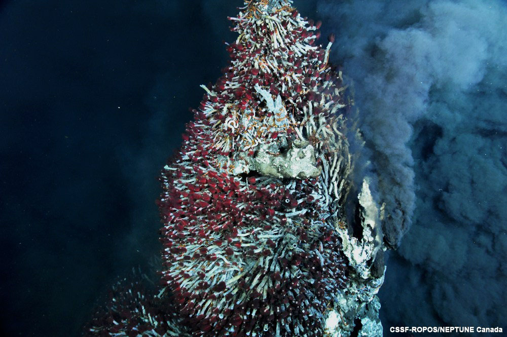 Photo of tube worms surrounding a hydrothermal vent. Image credit: CSSF-ROPOS/NEPTUNE Canada.