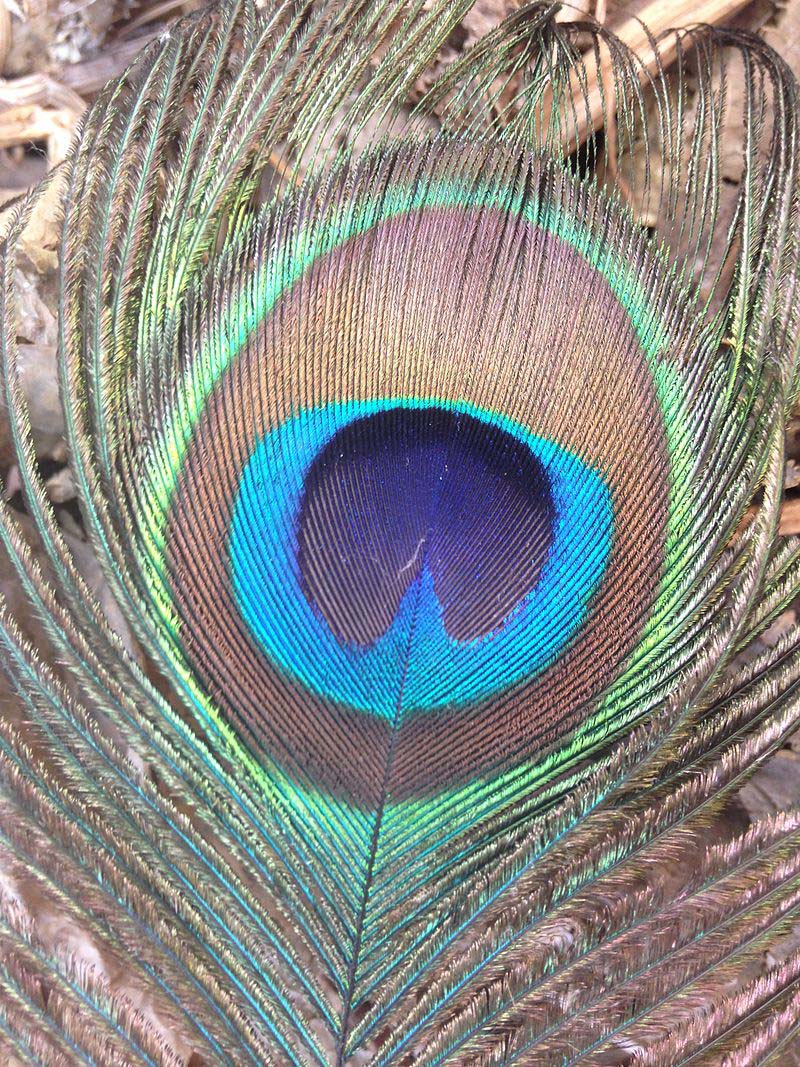 Photo showing a blue peacock feather, which is a fantastic physics trick discovered and expertly employed by evolution. Image credit: Satdeep Gill/Wikipedia Commons.