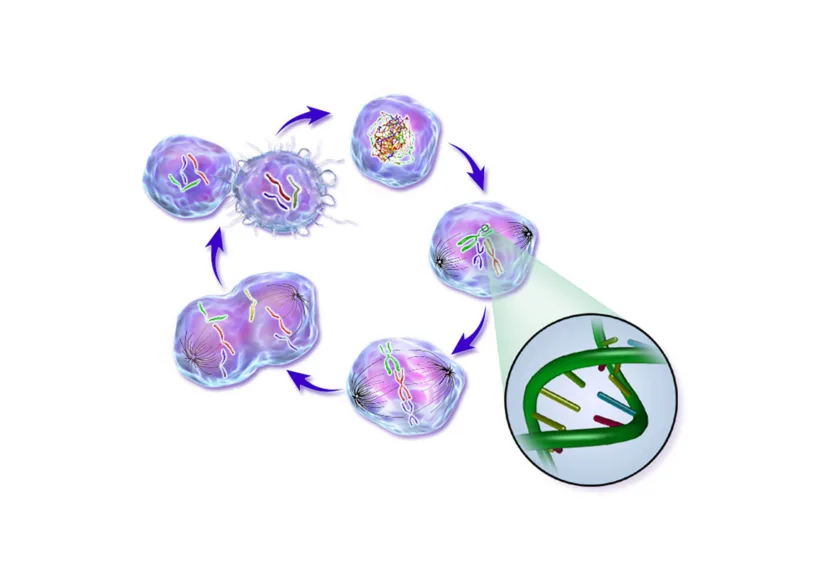BruceBlaus’ image showing the life of a cancer cell, via Wikimedia Commons.