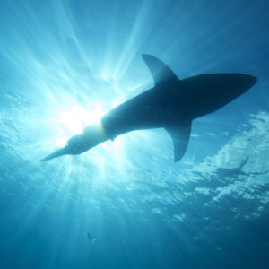 A Great white shark swims above, close to the surface of the water. Image Credit: Elias Levy / CC BY (https://creativecommons.org/licenses/by/2.0).