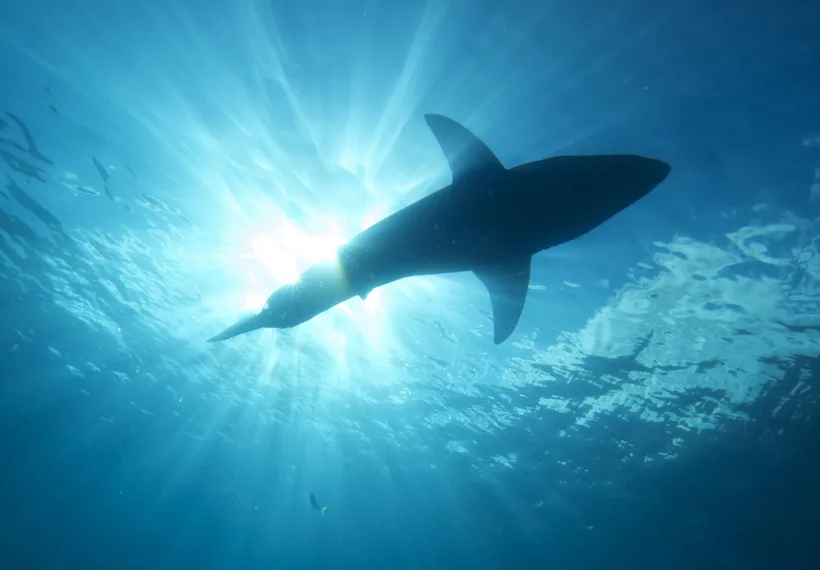 A Great white shark swims above, close to the surface of the water. Image Credit: Elias Levy / CC BY (https://creativecommons.org/licenses/by/2.0).