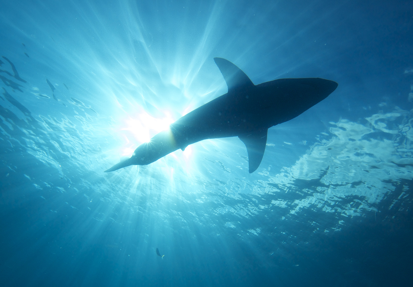 A great white shark swims above, close to the surface of the water. Image Credit: Elias Levy / CC BY (https://creativecommons.org/licenses/by/2.0).