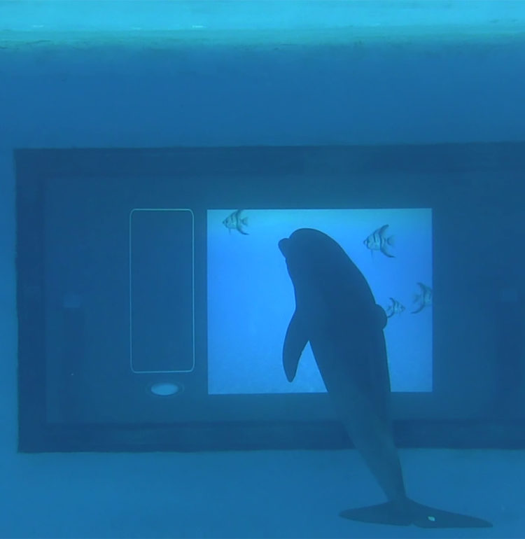 A dolphin named Foster uses a “touch” screen to communicate. Credit Diana Reiss.