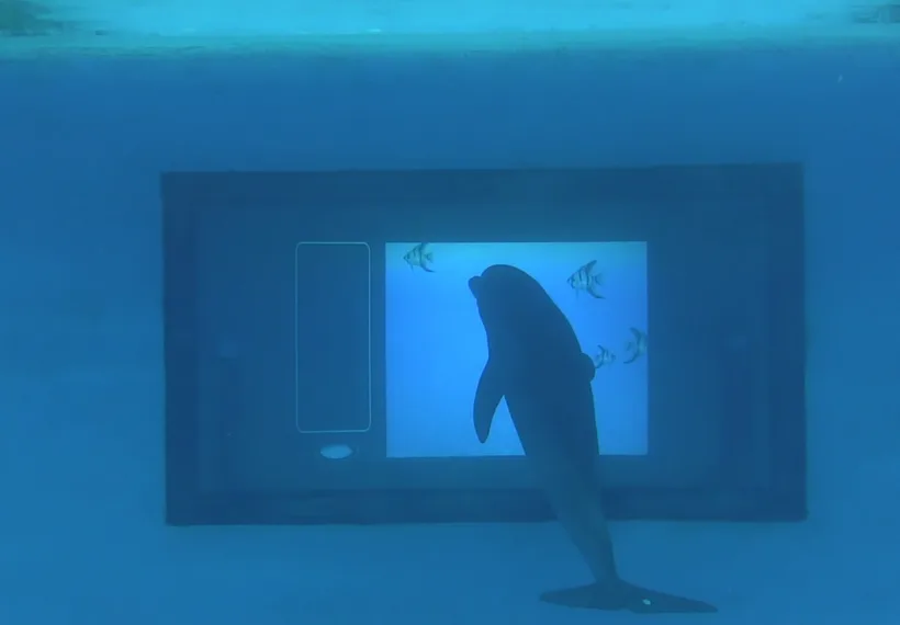 A dolphin named Foster uses a “touch” screen to communicate. Credit Diana Reiss.