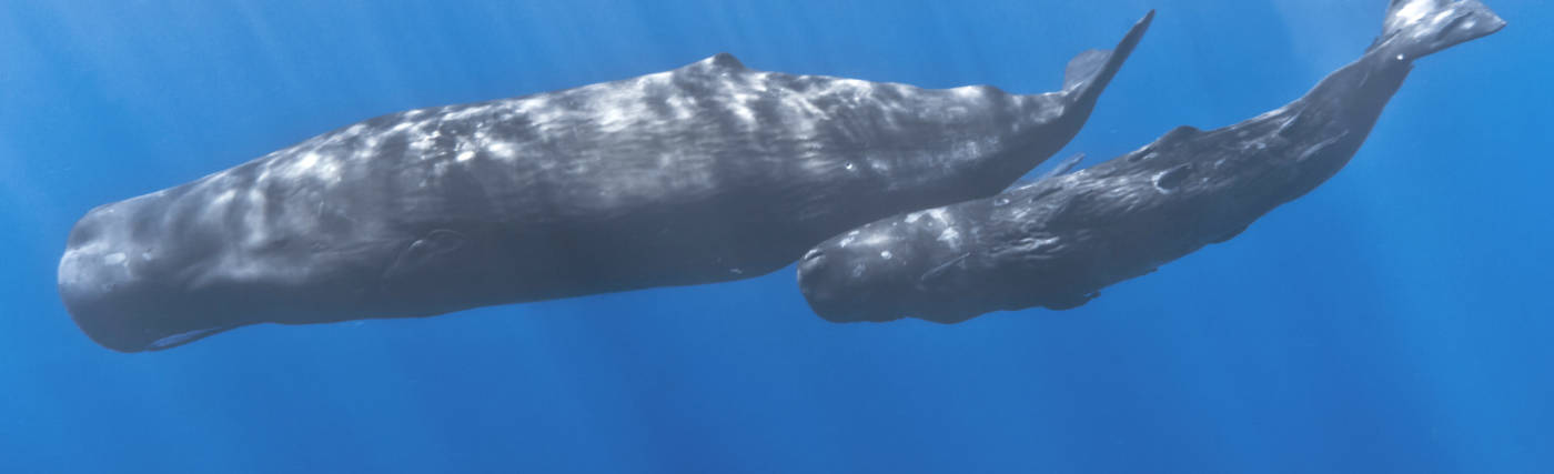A mother sperm whale and her calf off the coast of Mauritius. The calf has remoras attached to its body.