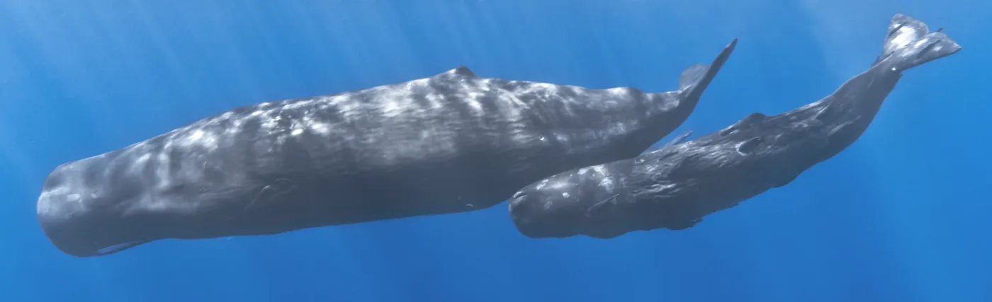 A mother sperm whale and her calf off the coast of Mauritius. The calf has remoras attached to its body.