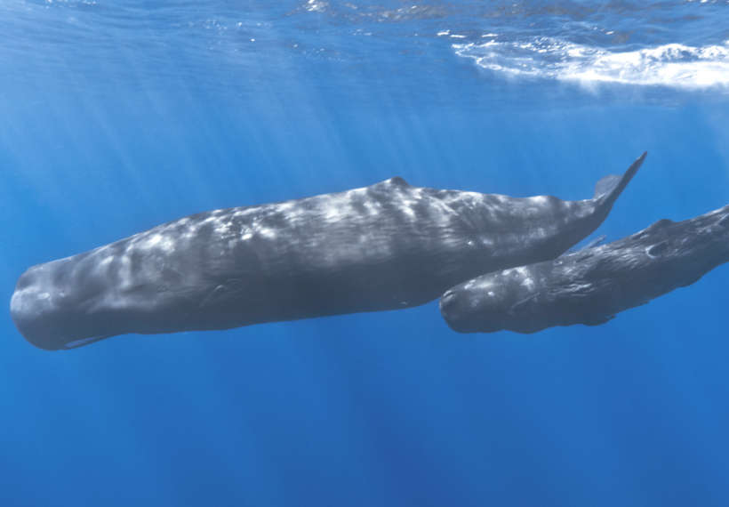 A mother sperm whale and her calf off the coast of Mauritius. The calf has remoras attached to its body.