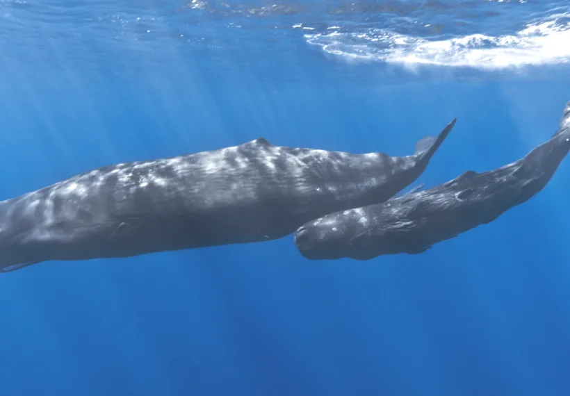 A mother sperm whale and her calf off the coast of Mauritius. The calf has remoras attached to its body.