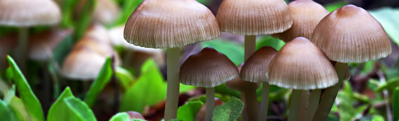 Calliope’s photo of baby mushrooms