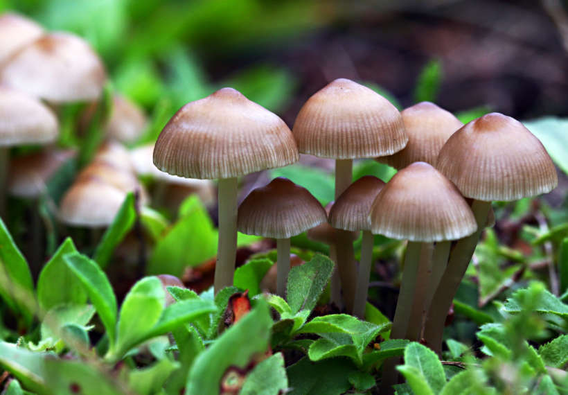 Calliope’s photo of baby mushrooms