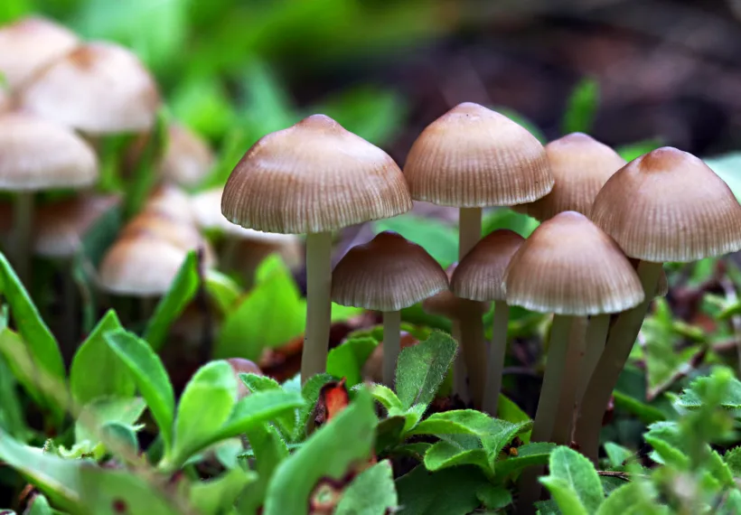 Calliope’s photo of baby mushrooms