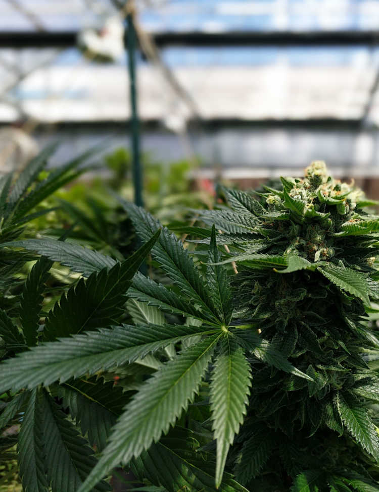 Cannabis Tour’s Cannabis plant in bloom in the Euflora greenhouse, as seen during a cannabis grow facility tour.
