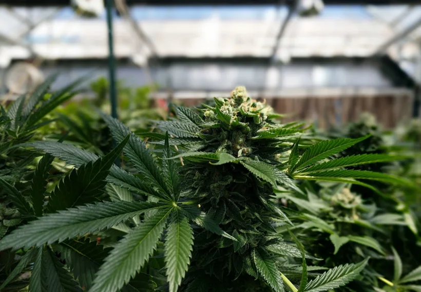 Cannabis Tour’s Cannabis plant in bloom in the Euflora greenhouse, as seen during a cannabis grow facility tour.