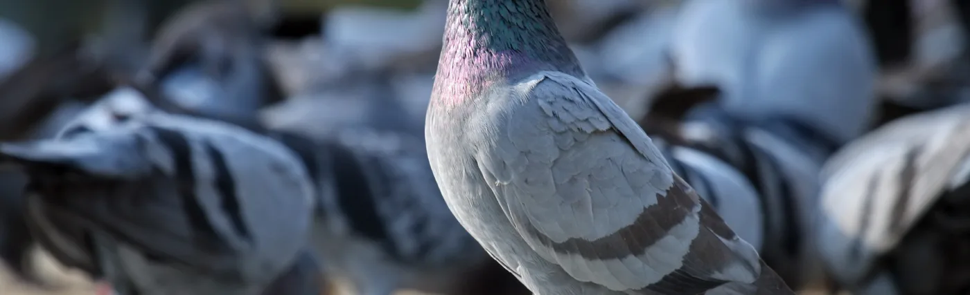 Muhammad Mahdi Karim‘s photo of Rock Pigeon, Columba livia, Bangalore India
