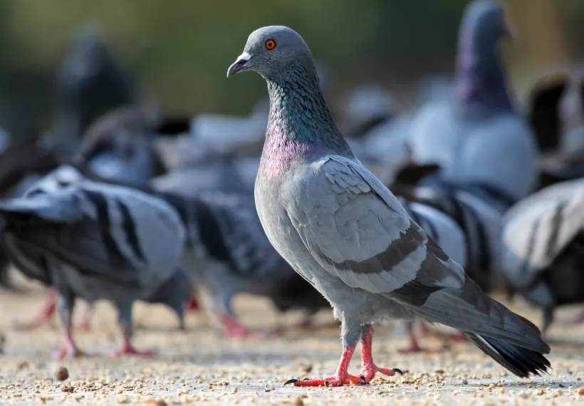 Muhammad Mahdi Karim‘s photo of Rock Pigeon, Columba livia, Bangalore India