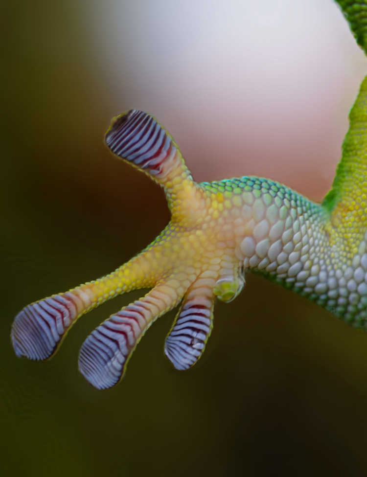 A gecko setae.