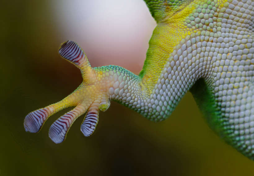 A gecko setae.