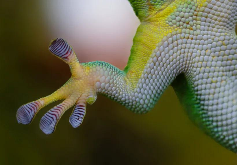 A gecko setae.