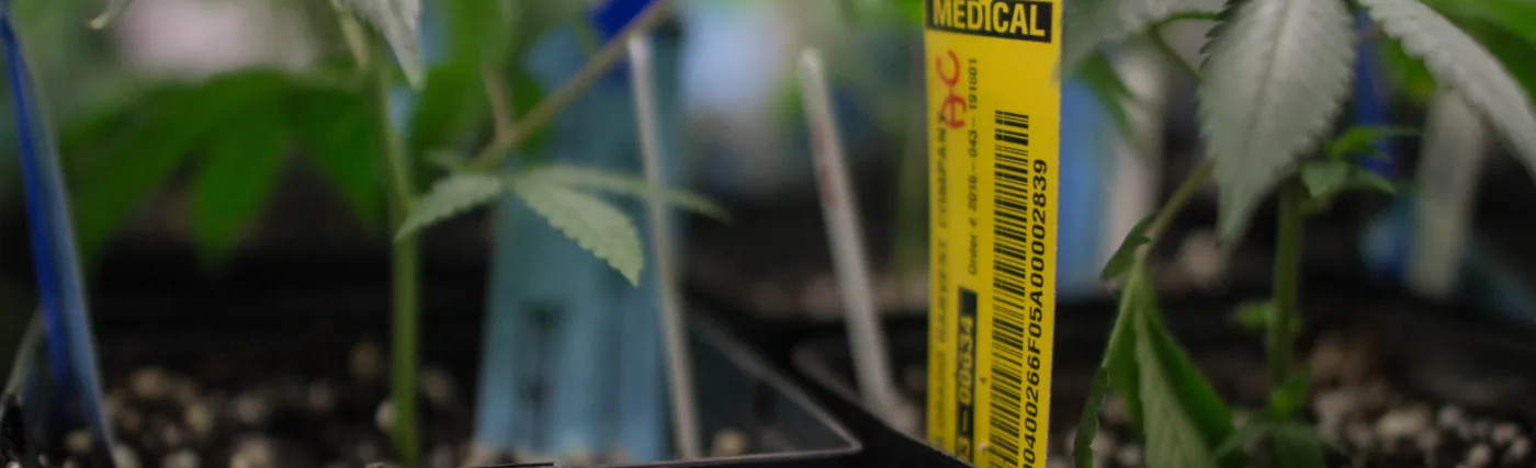 An RFID tag used to track cannabis plants in Colorado grow houses. Yellow tags represent medical marijuana and blue tags represent recreational marijuana.