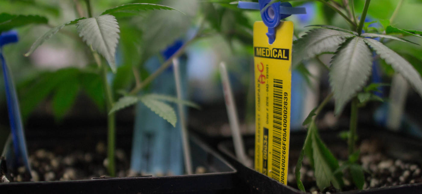 An RFID tag used to track cannabis plants in Colorado grow houses. Yellow tags represent medical marijuana and blue tags represent recreational marijuana.