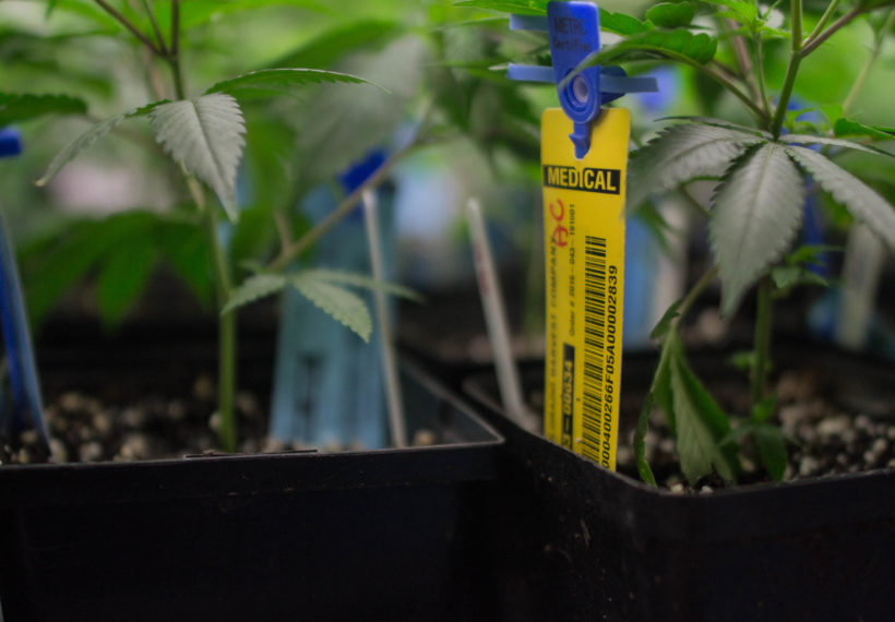 An RFID tag used to track cannabis plants in Colorado grow houses. Yellow tags represent medical marijuana and blue tags represent recreational marijuana.