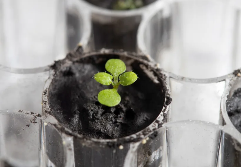 An Arabidopsis plant grown in lunar soil for about two weeks.