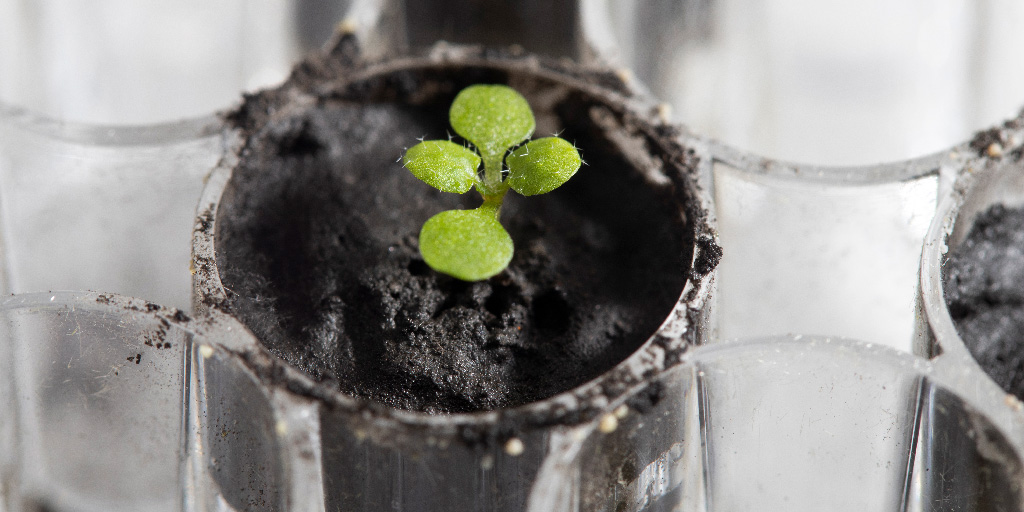 Space Plants - StarTalk Radio - Vimarsana News