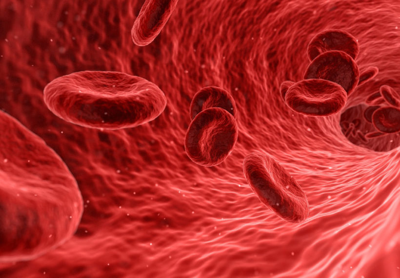 Human red blood cells.