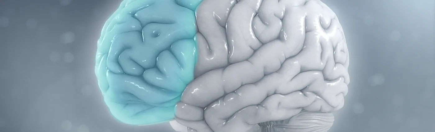 ADHD has a major effect on the prefrontal cortex of the brain.