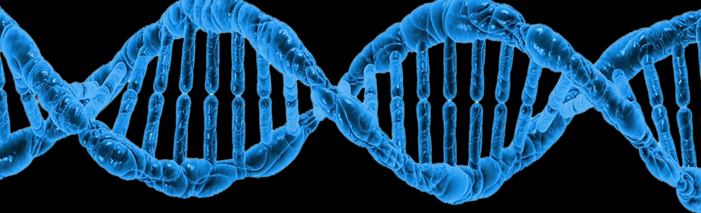 DNA is an organic compound in which the molecules hold the genetic instructions that organize the development and functioning of all living things, as well as some viruses. These compounds are responsible for transmitting the unique and specific characteristics of each living being.