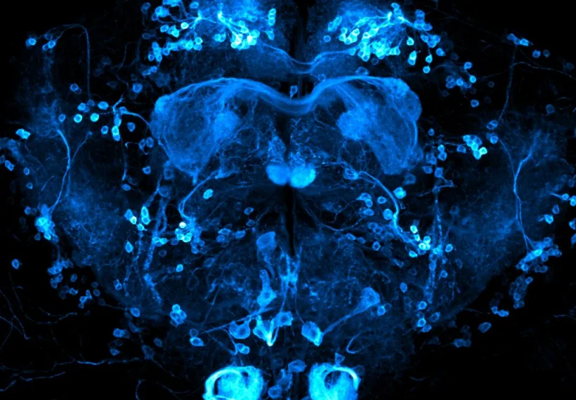 Brain of Drosophila melanogaster with reward neurons (0104-Gal4 driver) highlighted