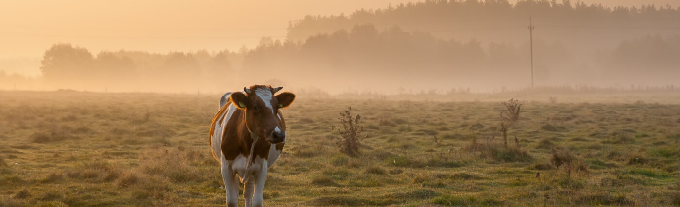 Cows At Dawn In Mist Walking In Golden Light