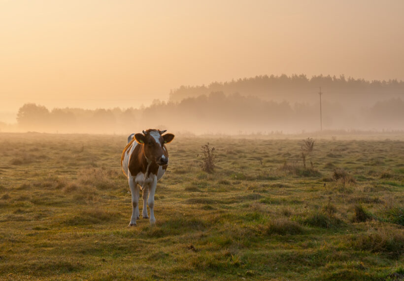 Cows At Dawn In Mist Walking In Golden Light