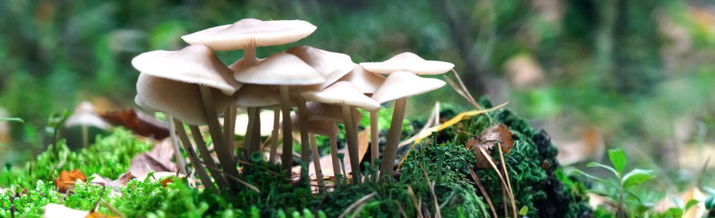 Toadstools Mushrooms In Autumn Forest