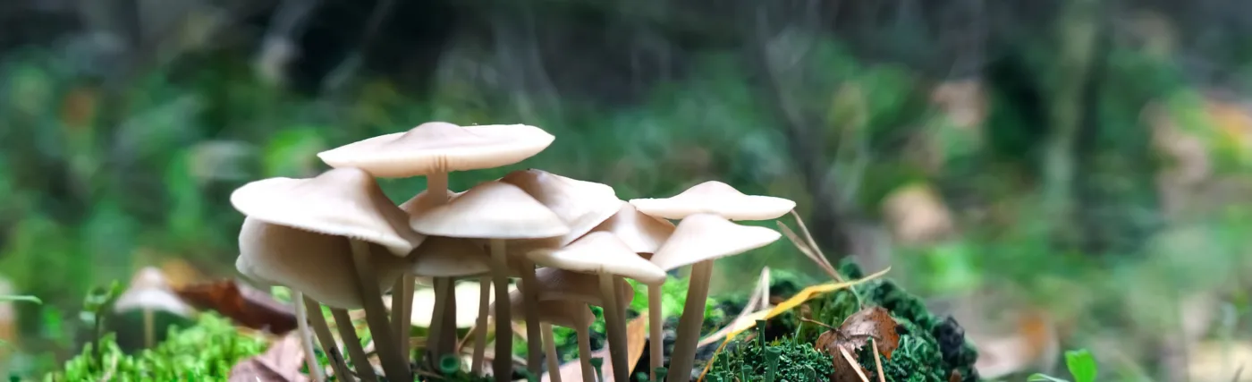 Toadstools Mushrooms In Autumn Forest