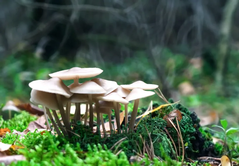 Toadstools Mushrooms In Autumn Forest