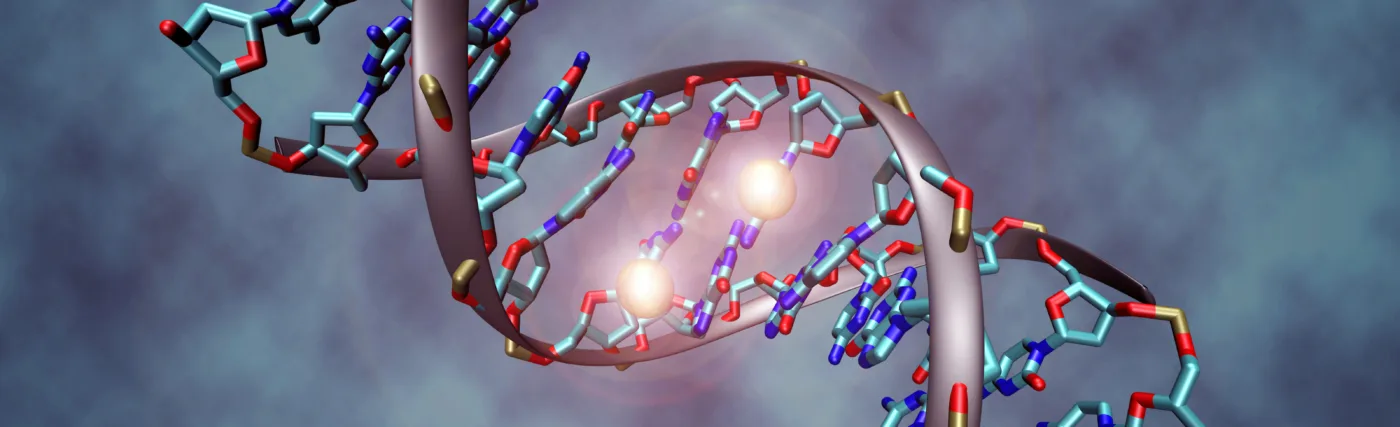 This image shows a DNA molecule that is methylated on both strands on the center cytosine. DNA methylation plays an important role for epigenetic gene regulation in development and cancer. [Details: The picture shows the crystal structure of a short DNA helix with sequence "accgcCGgcgcc", which is methylated on both strands at the center cytosine. The structure was taken from the Protein Data Bank (accession number 329D), rendering was performed with VMD (Visual Molecular Dynamics rendering program) and post-processing was done in Photoshop.